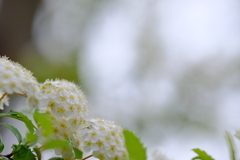 近花