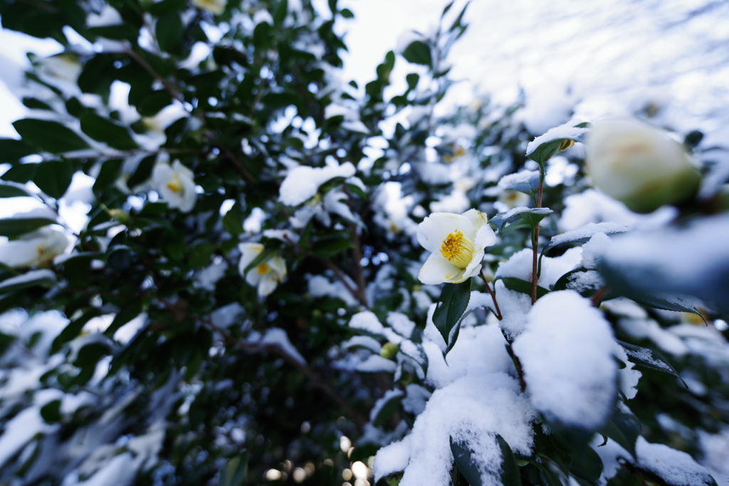 雪花