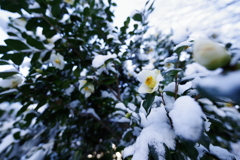 雪花
