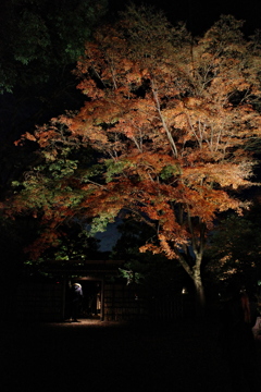 紅葉入り口