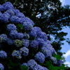 紫陽花ブルー