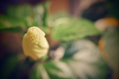 蕾
