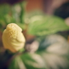 蕾