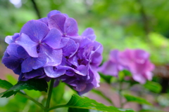 雨中紫陽花
