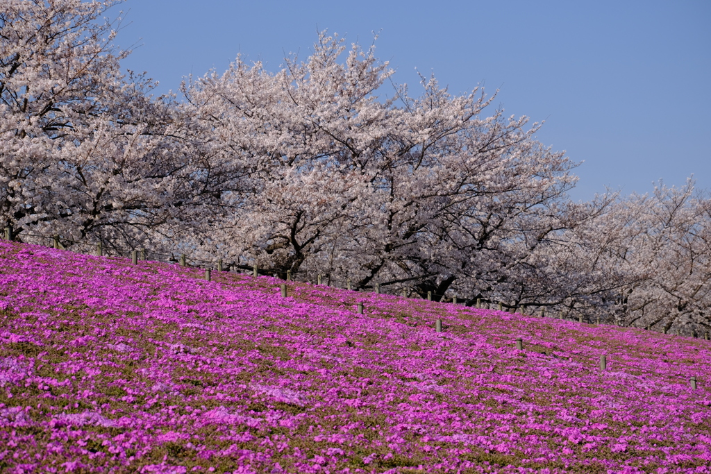 桜道