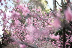 梅