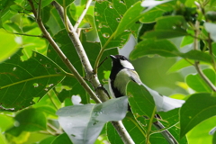 シジュウカラ