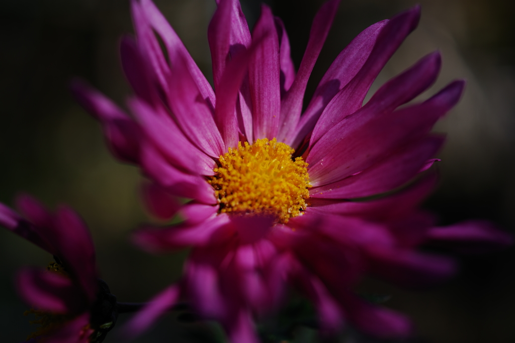 街散歩の花