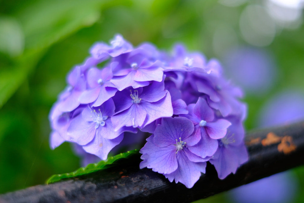 紫陽花①