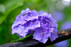 紫陽花①