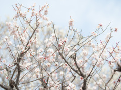 梅開花