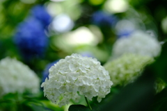 今日の花①