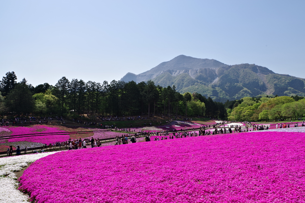 芝桜絨毯①