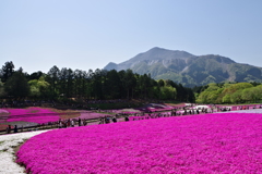 芝桜絨毯①