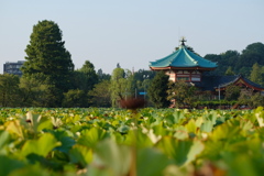 蓮の池