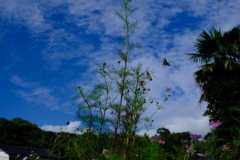 秋空