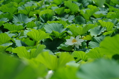 白ハス一点