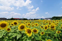 夏の風物