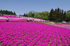 芝桜絨毯②