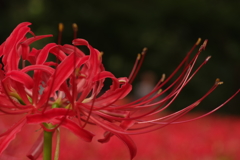 彼岸花
