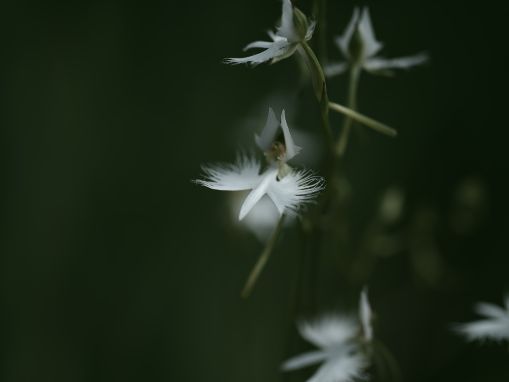 舞い飛ぶ花たち