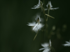 舞い飛ぶ花たち