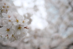 都会桜