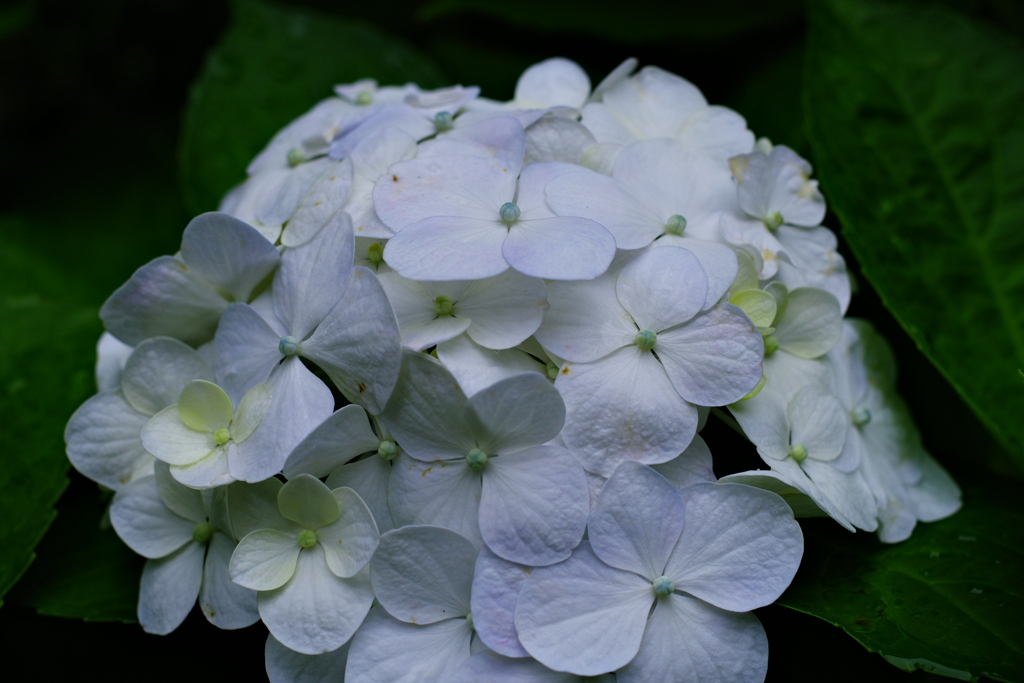 白紫陽花