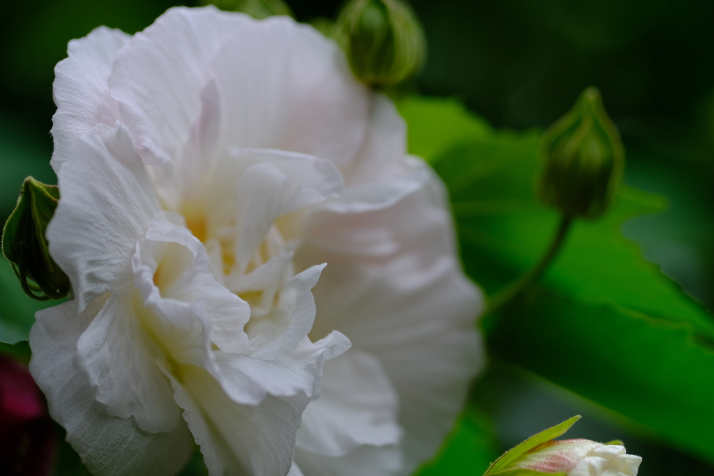 酔芙蓉