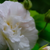 酔芙蓉