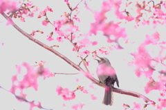 午前のひととき①