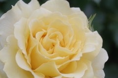 散策花