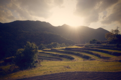 夕陽千枚田