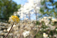 桜撮りのつもりがミツマタ