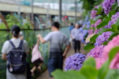 紫陽花小道