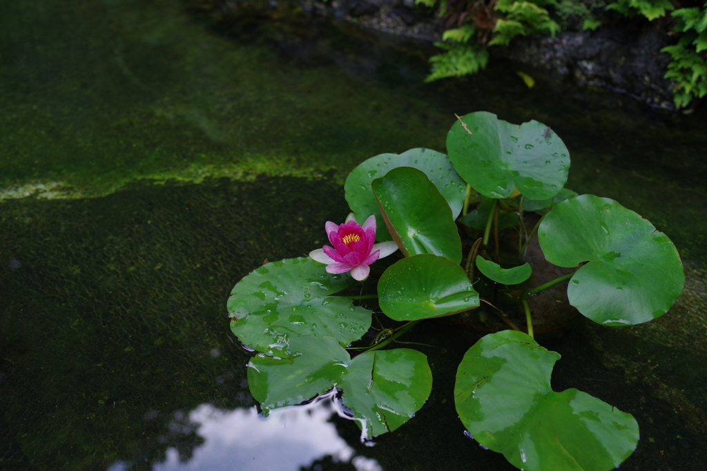 散歩花