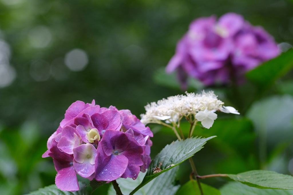 今日の紫陽花