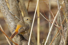 鳥撮り