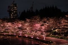 散歩①