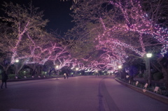 夜散歩④