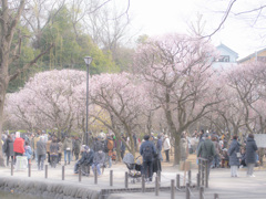 梅まつり