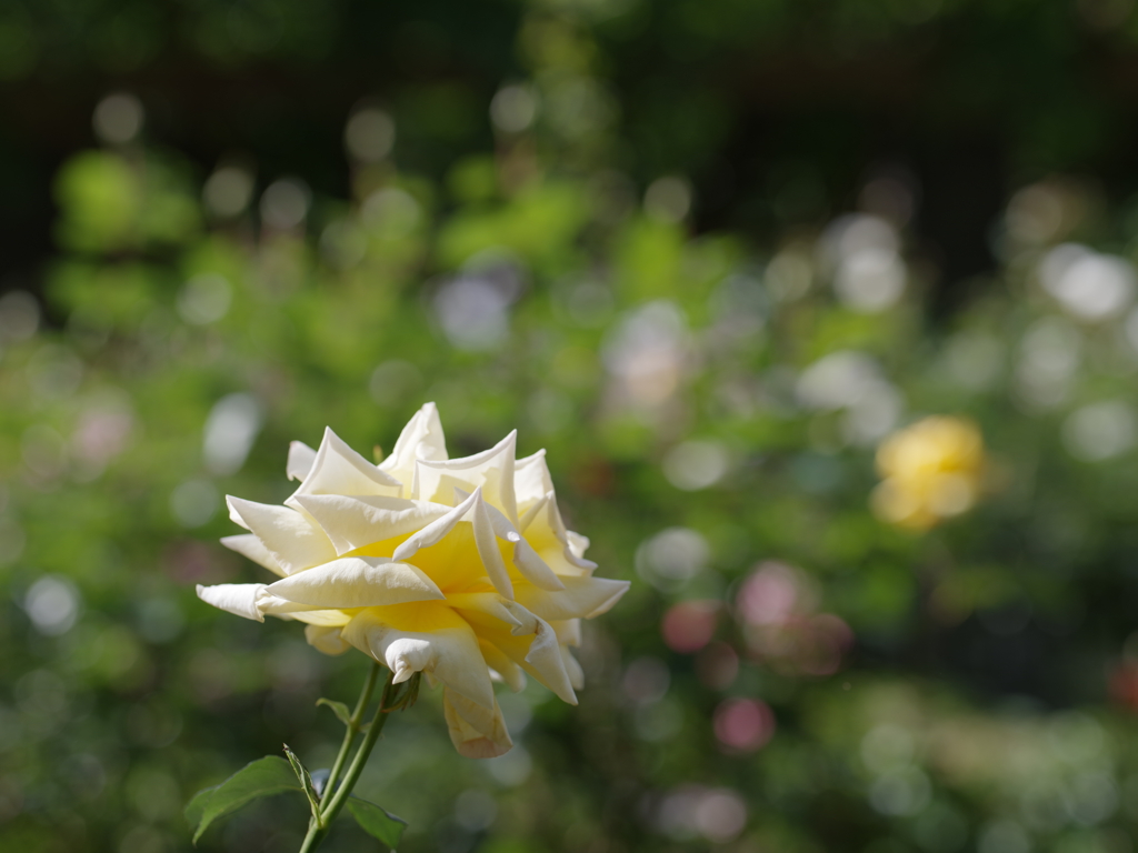 黄薔薇