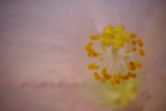 今日の花