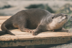 カワウソ