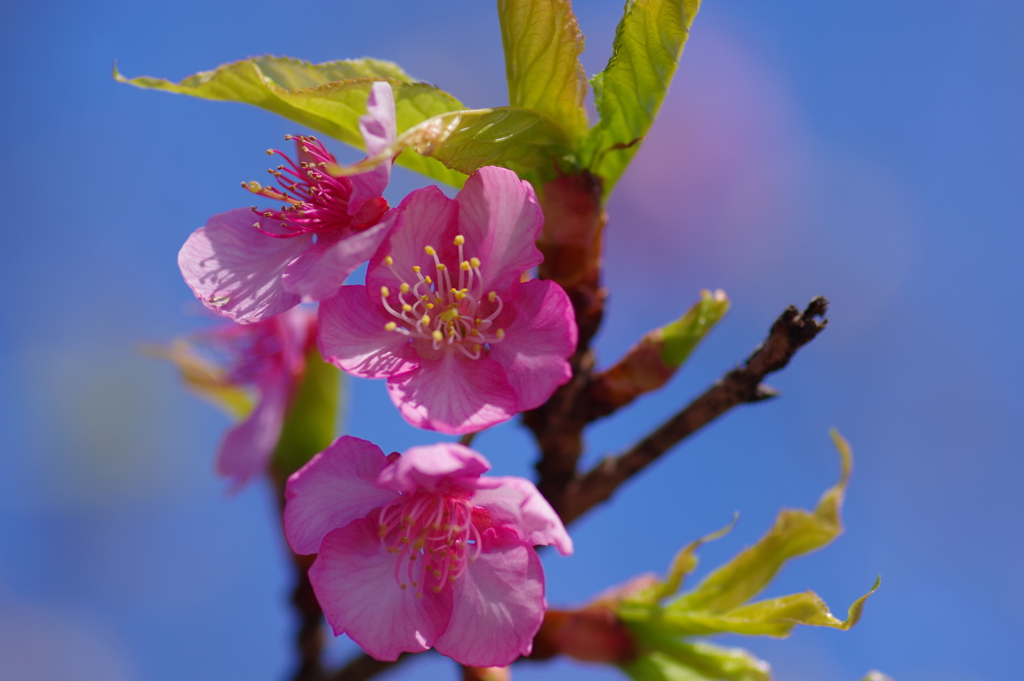 河津桜
