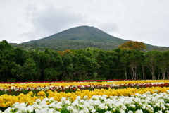 お花畑