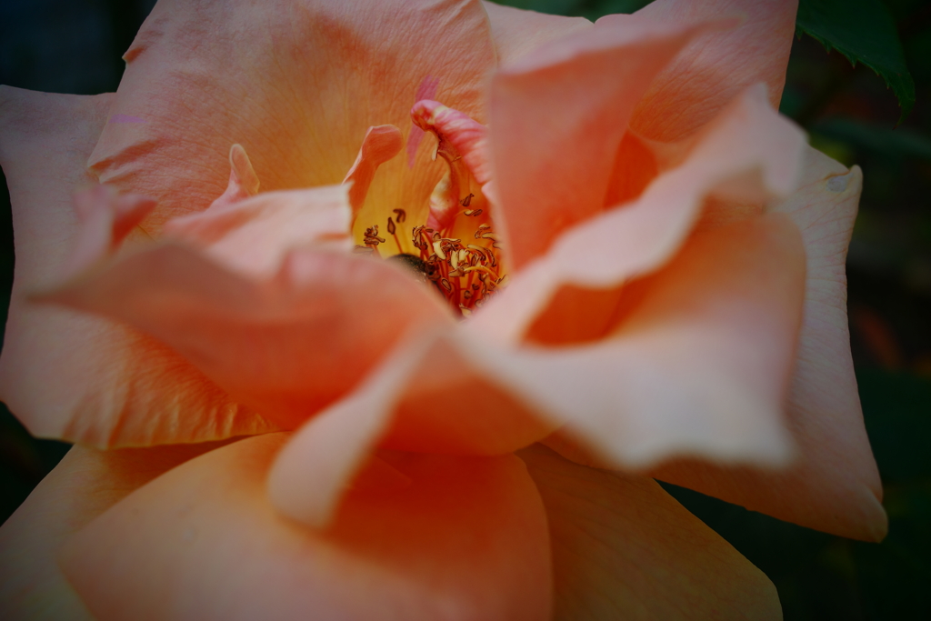 薔薇
