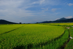 田舎道