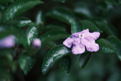 花歩