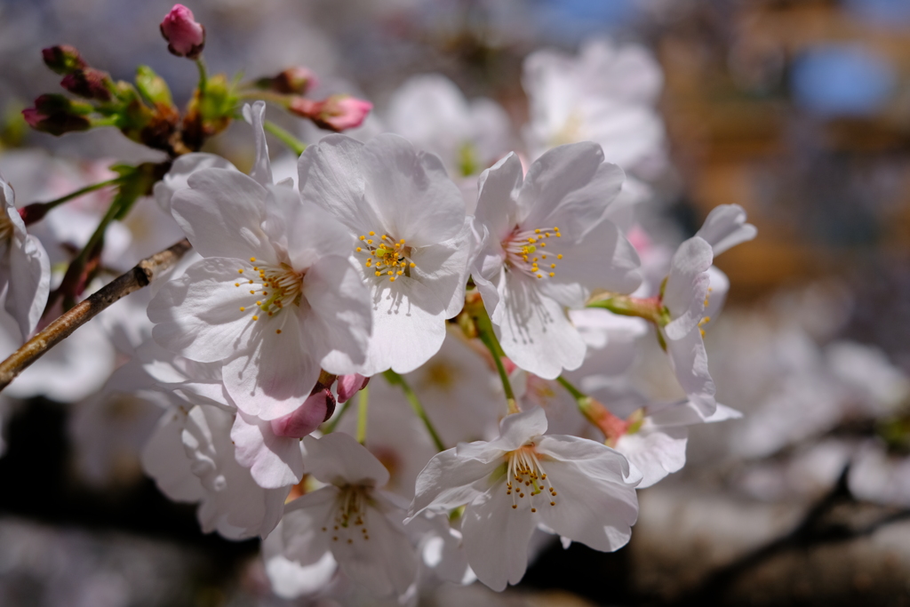 桜のイロ